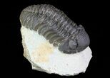 Bargain, Morocops Trilobite - Foum Zguid, Morocco #66348-1